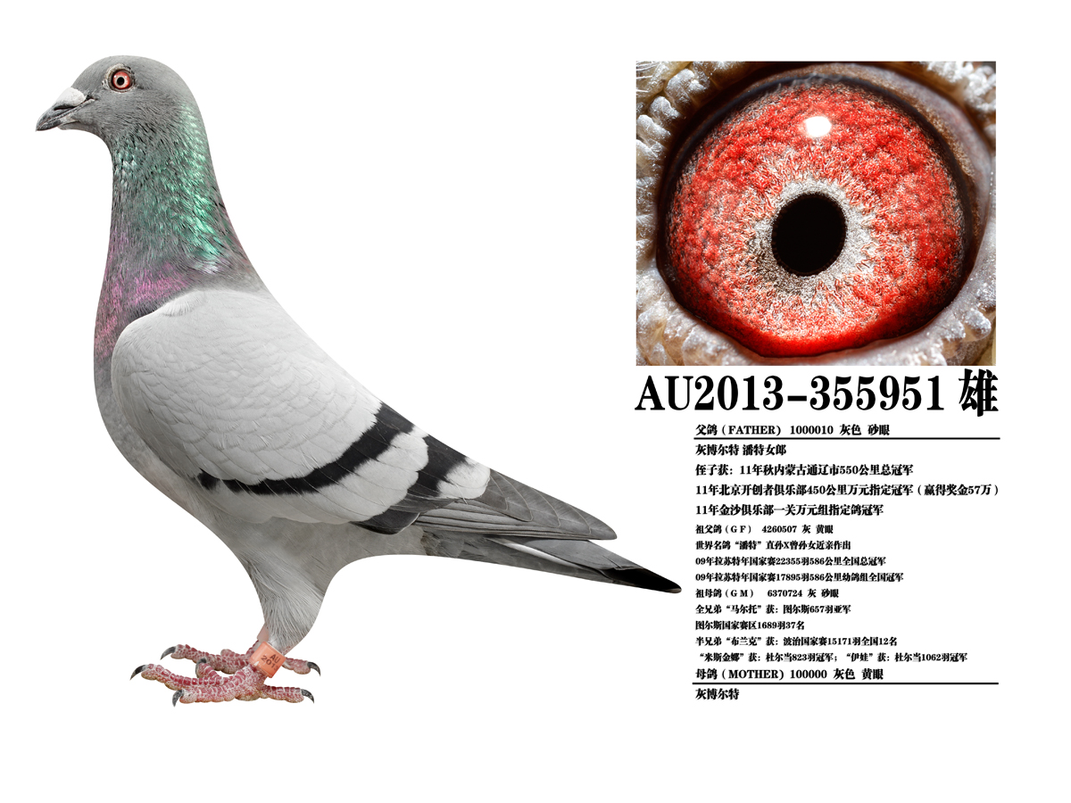 世界名鸽"潘特"血系355951