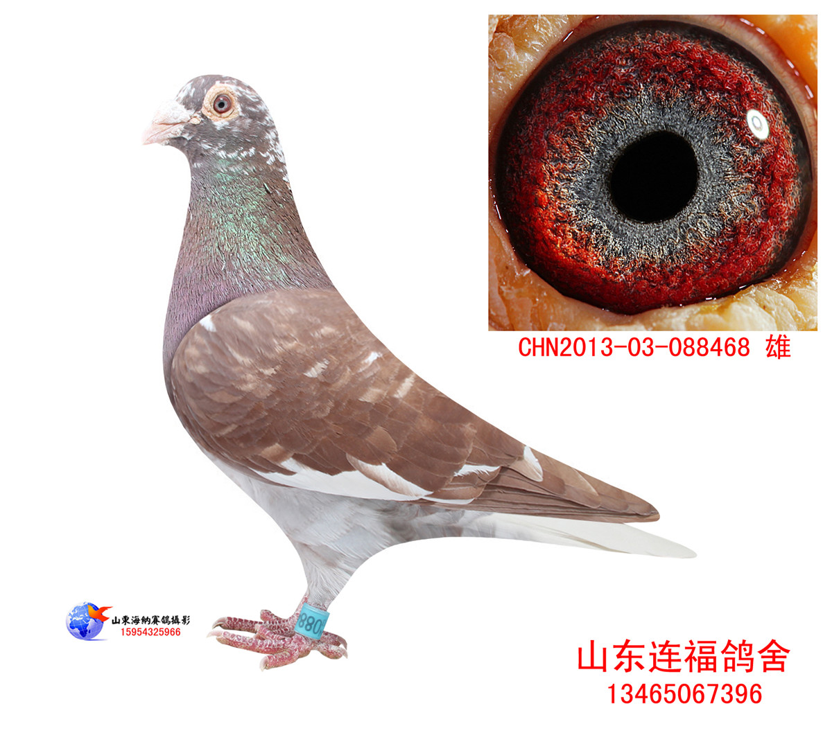 慕利门火凤凰