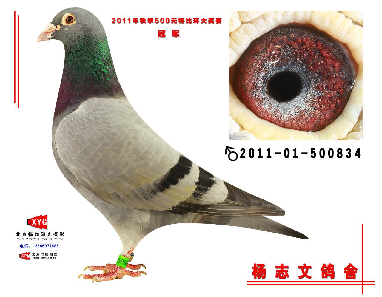 550公里冠军 - 杨志文鸽舍