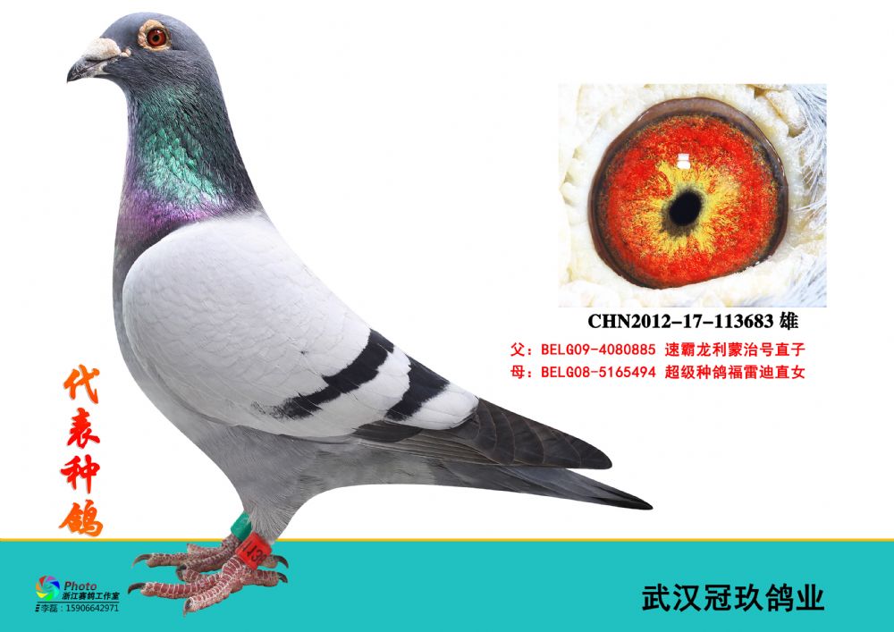 com爱鸽商城_中国信鸽信息网