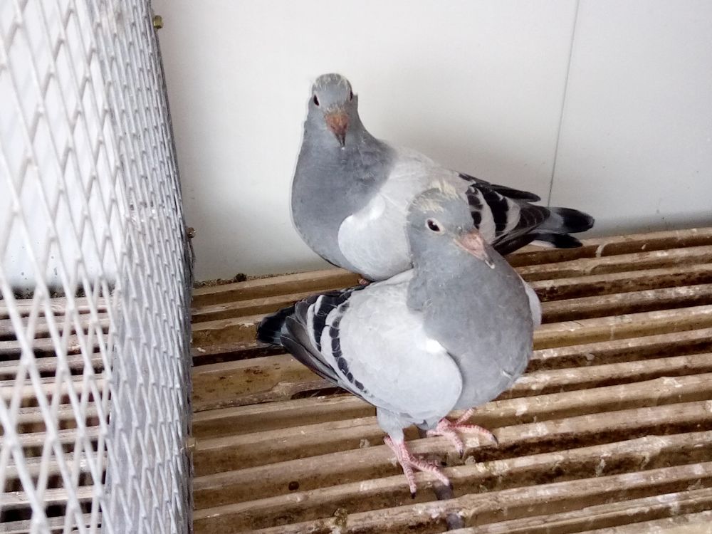 com爱鸽商城_中国信鸽信息网