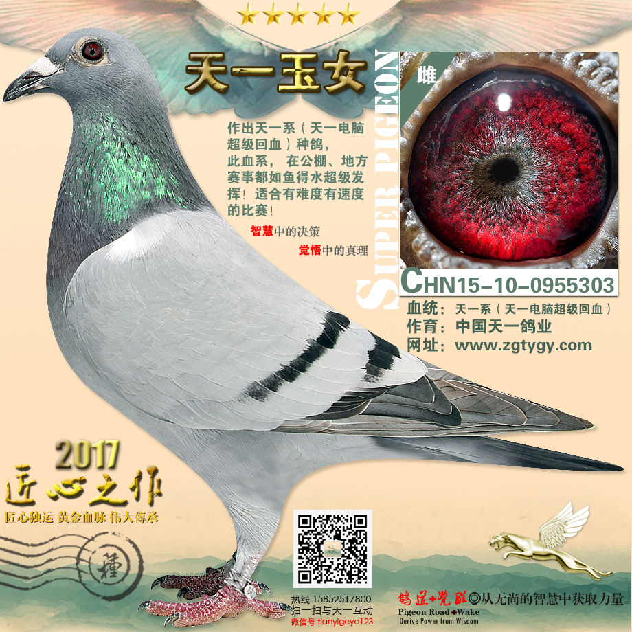 钻石配对_中国天一鸽业_ ag188.com爱鸽商城_中国信鸽信息网