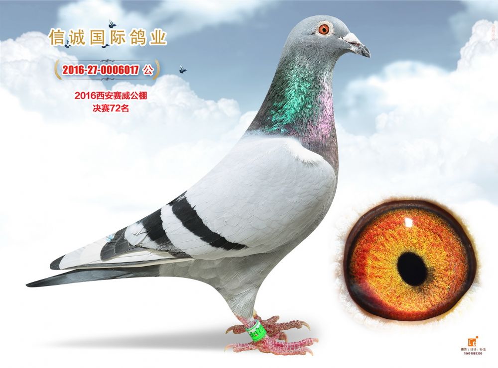 赛威公棚决赛72名