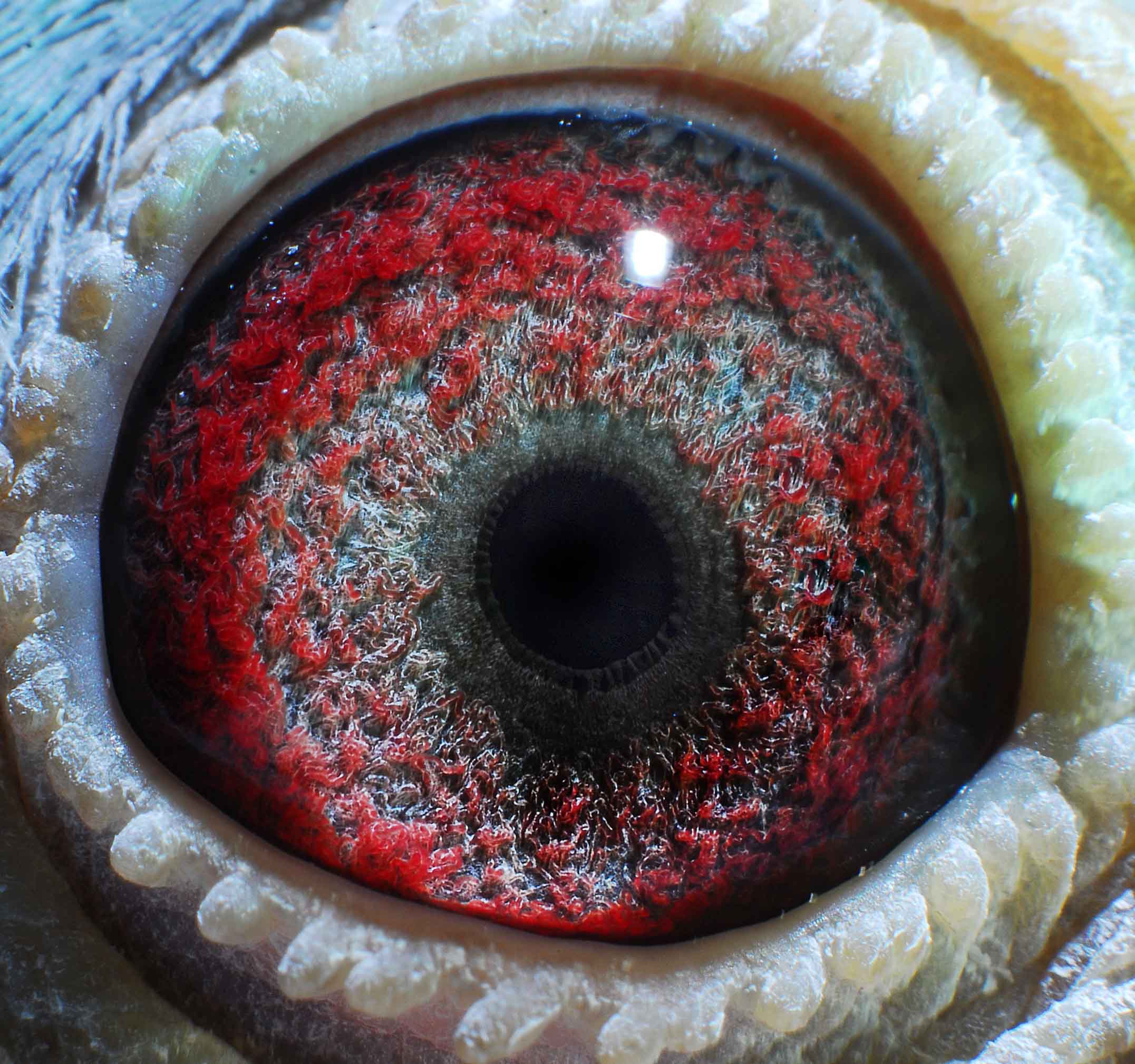 老白眼657_西昌天元鸽业-中信网爱鸽商城