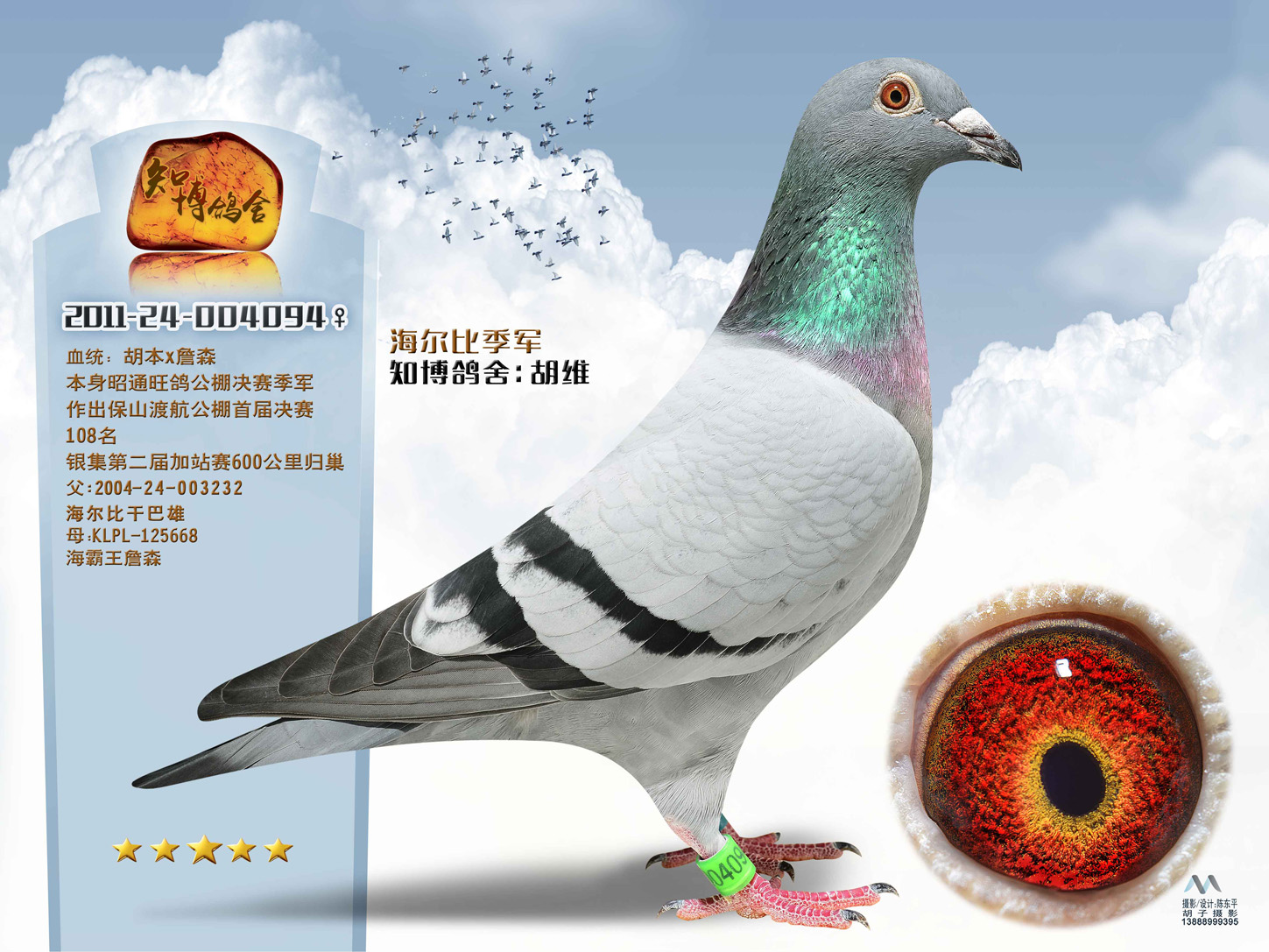 信鸽特征