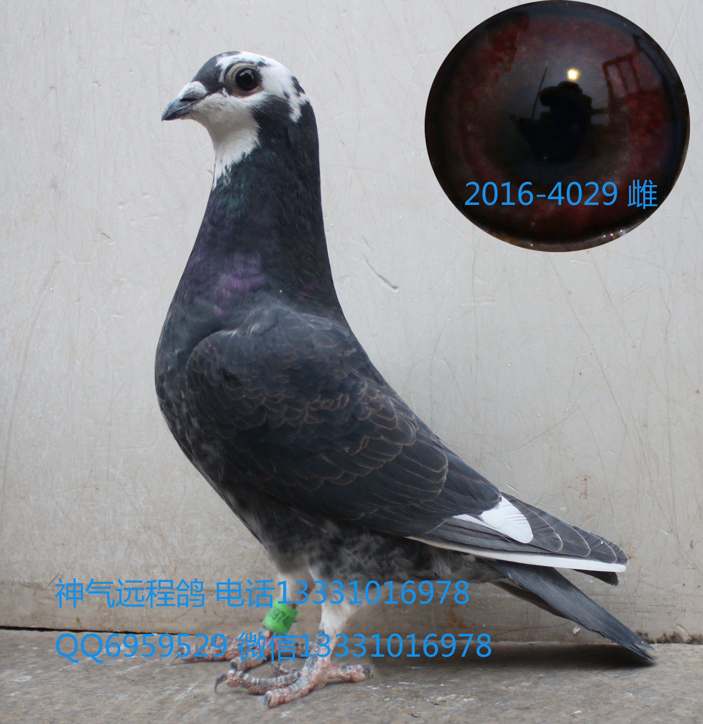 4029雌_神气远程鸽-中信网爱鸽商城