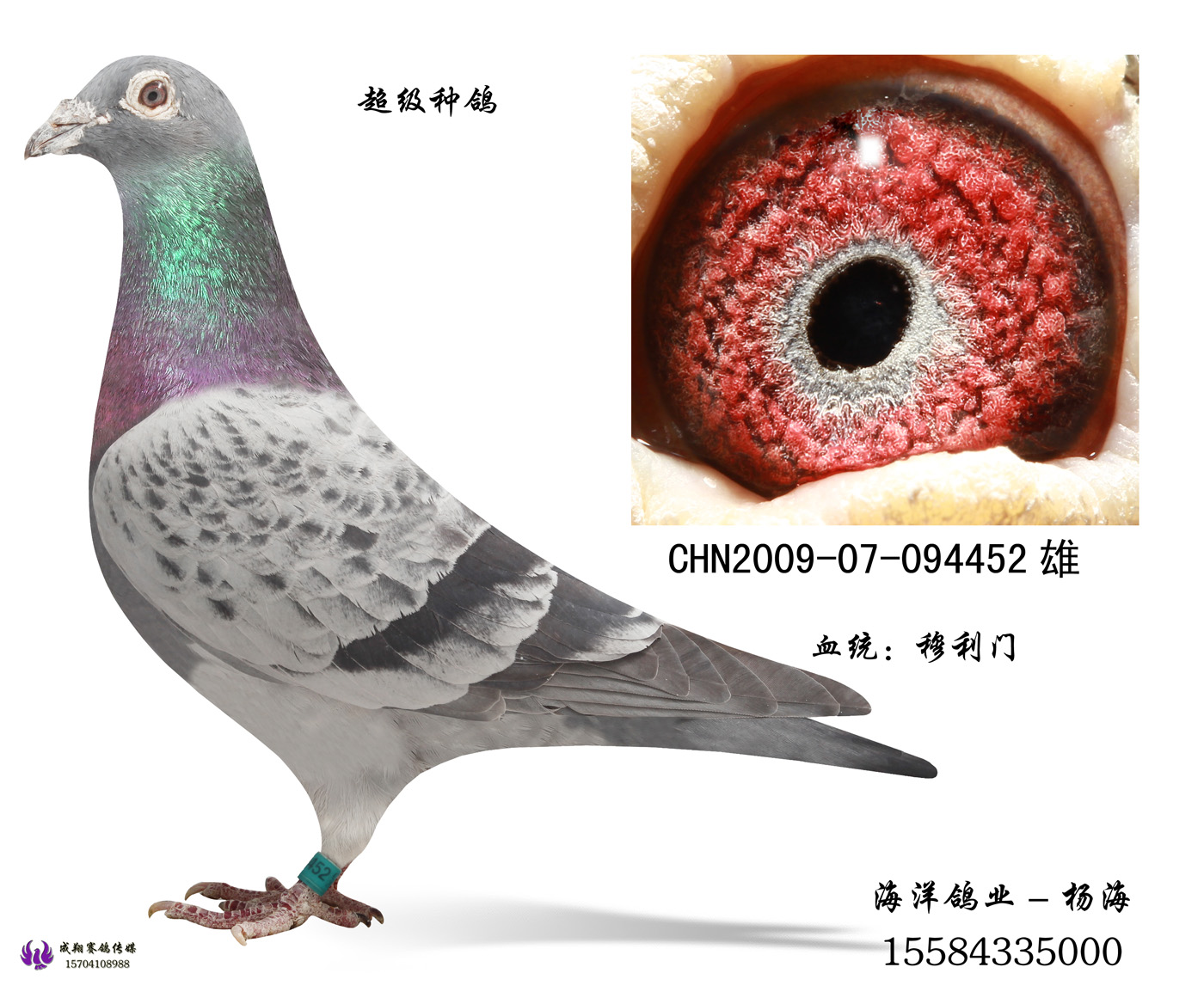 信鸽特征