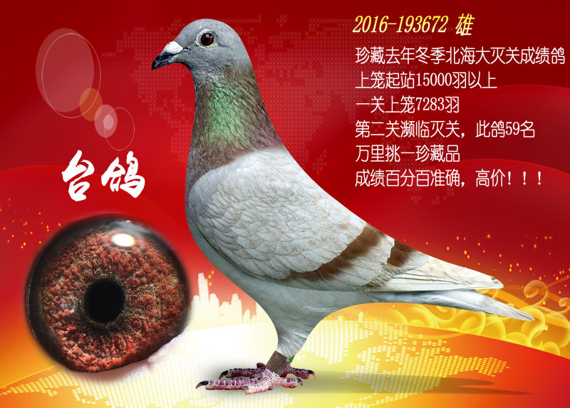 红母台鸽钢筋铁骨万里挑一