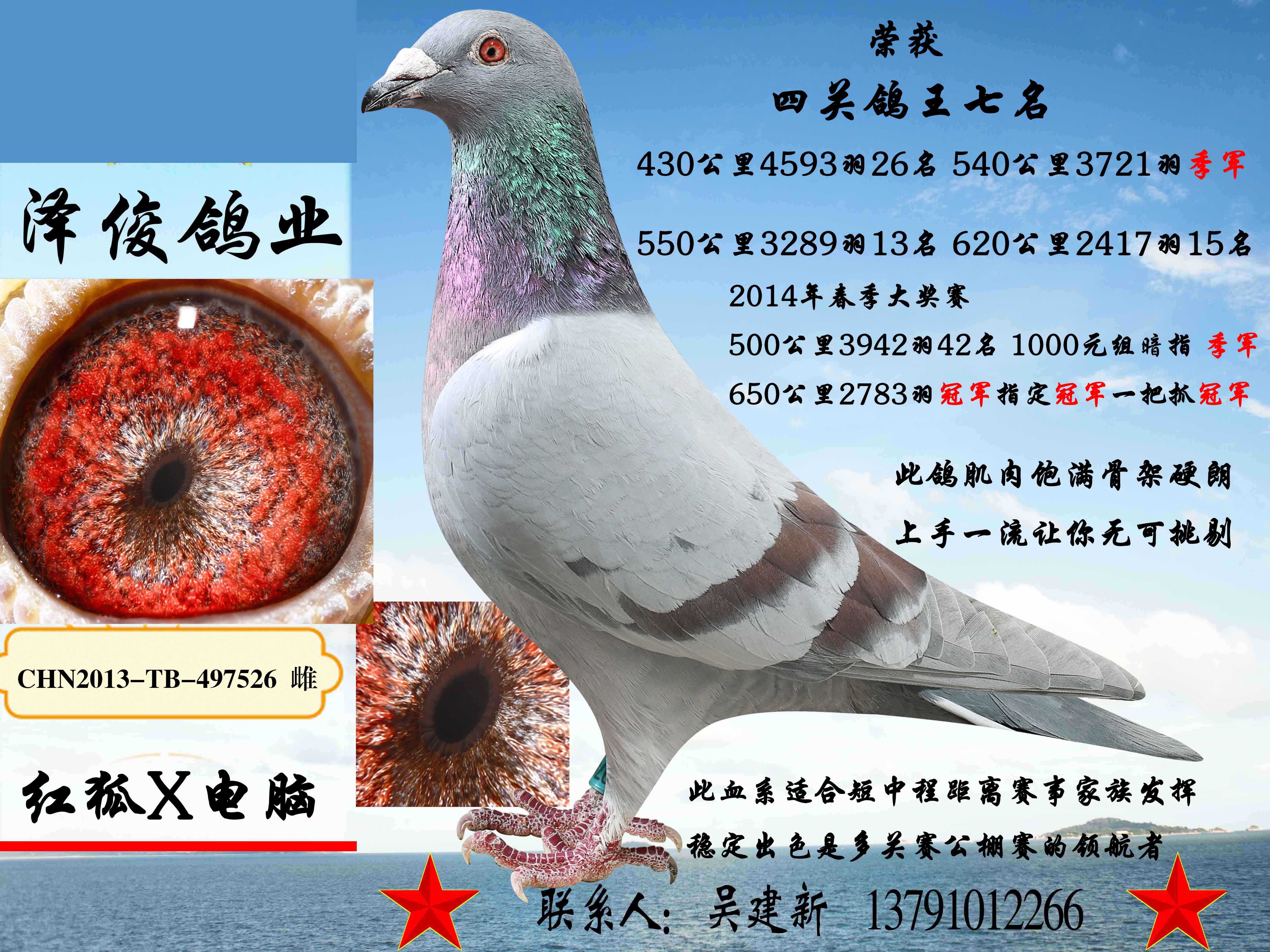 526_泽俊鸽业-中信网爱鸽商城