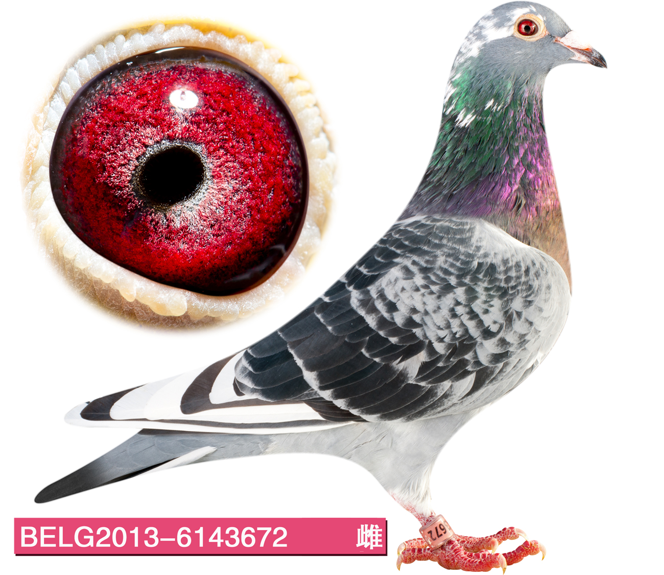 belg2013-6143672_天津稳赢信鸽文化_ ag188.