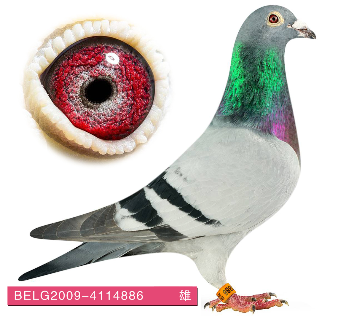 天津稳赢信鸽文化