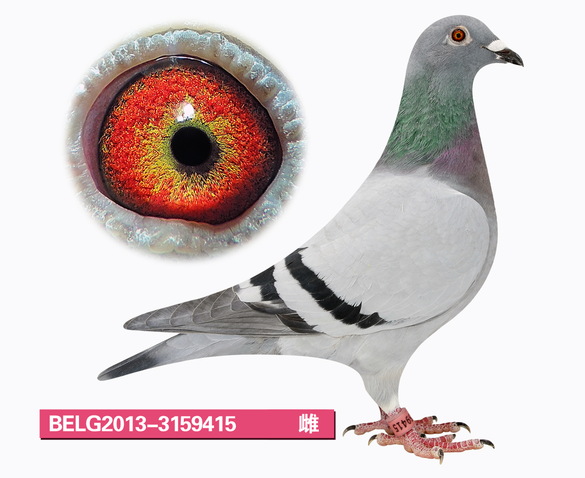 belg2013-3159415_天津稳赢信鸽文化_ ag188.