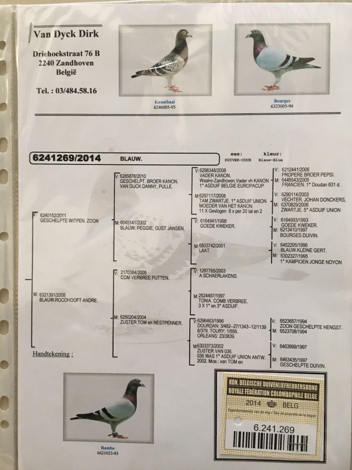 凡戴克鸽系血统来源图片