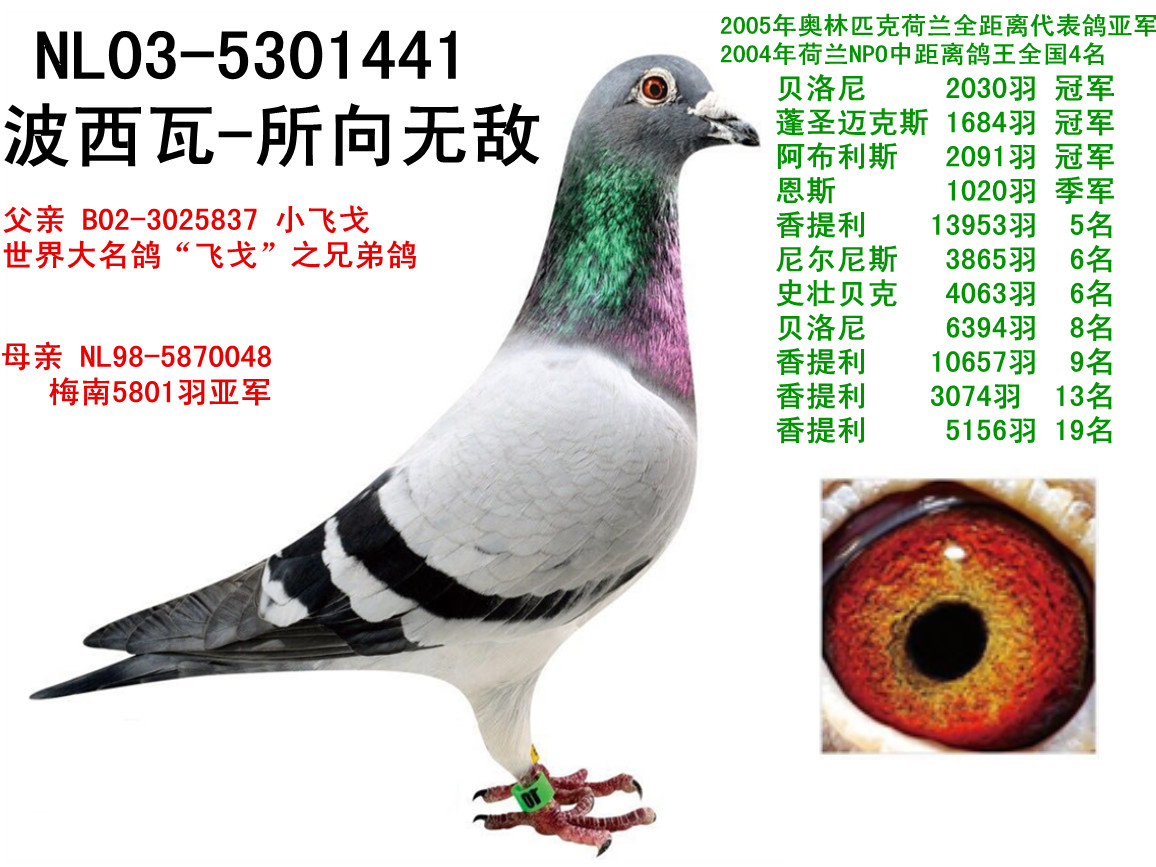 英国再现"小飞戈"11次冠军