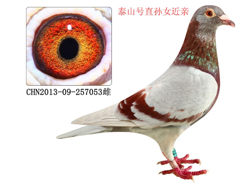 泰山号直孙女近亲_峰盛赛鸽传媒_ag188.com爱鸽商城_中国信鸽信息网