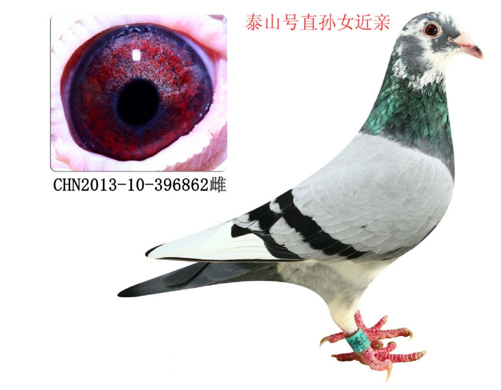 泰山号直孙女近亲