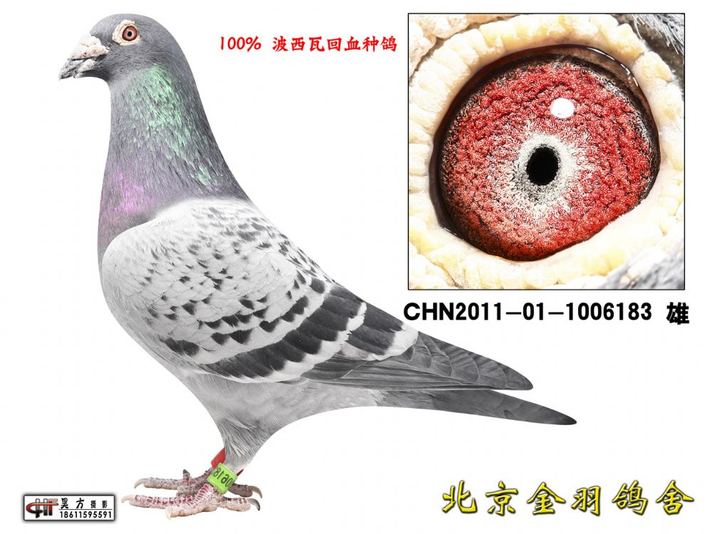 回血种鸽_北京金羽鸽舍_ ag188.com爱鸽商城_中信网