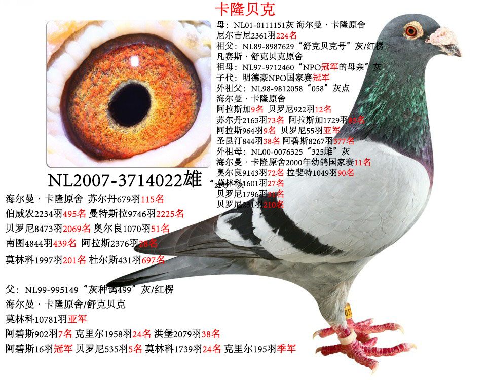 com爱鸽商城_中国信鸽信息网