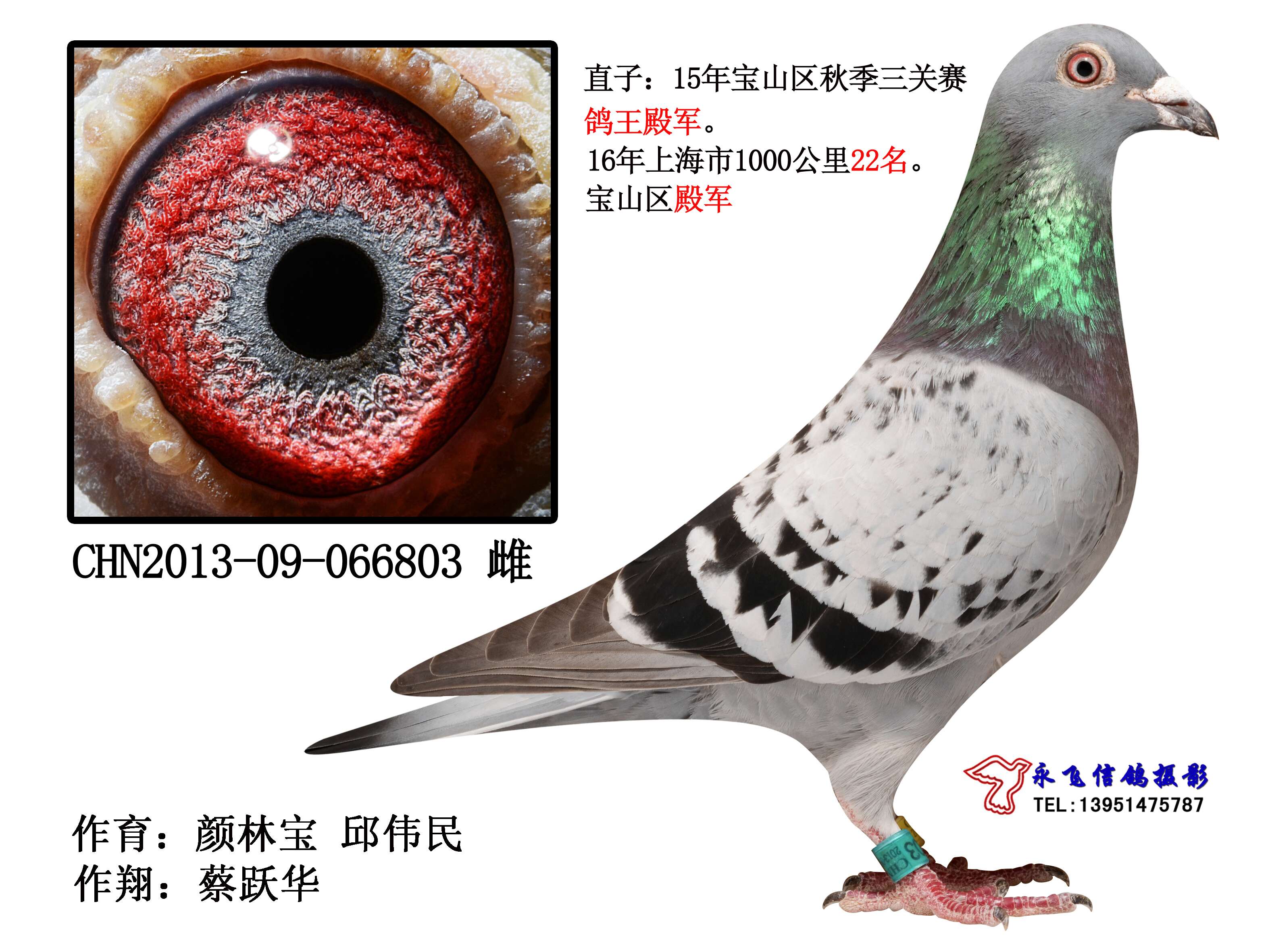 2016年上海市千公里22名_上海宝山赛鸽_ ag188.