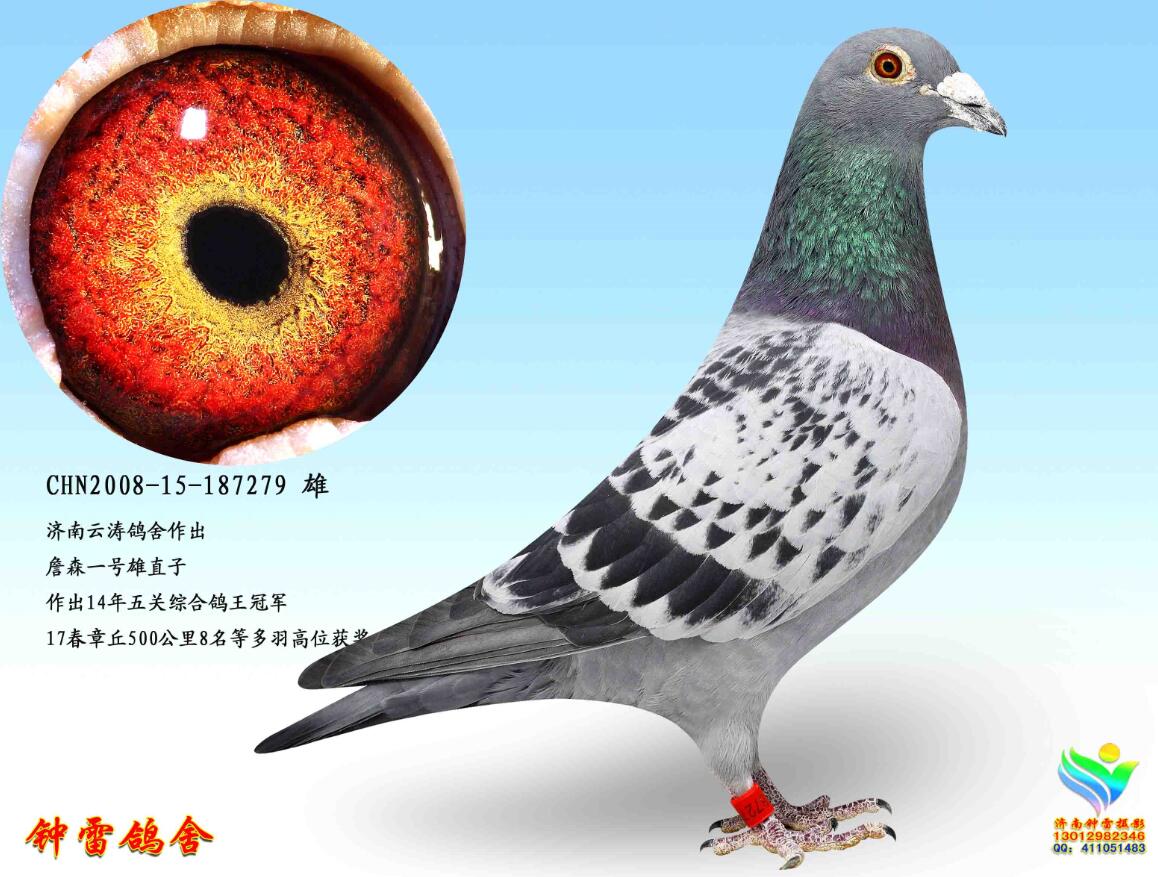 詹森一号雄直子_济南钟雷鸽舍_ ag188.com爱鸽商城_中国信鸽信息网