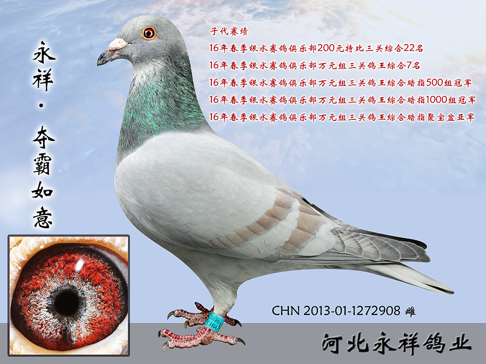com爱鸽商城_中国信鸽信息网