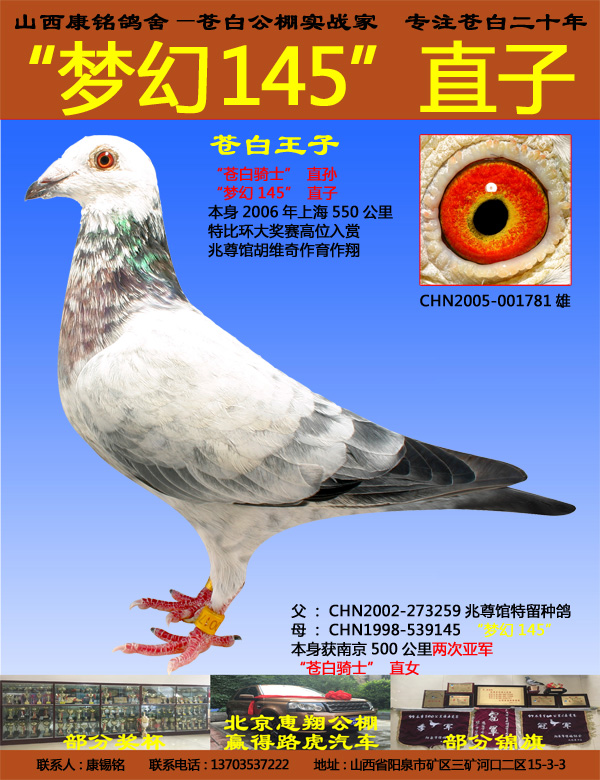 "梦幻145"直子苍白王子_山西康铭鸽舍-中信网爱鸽商城