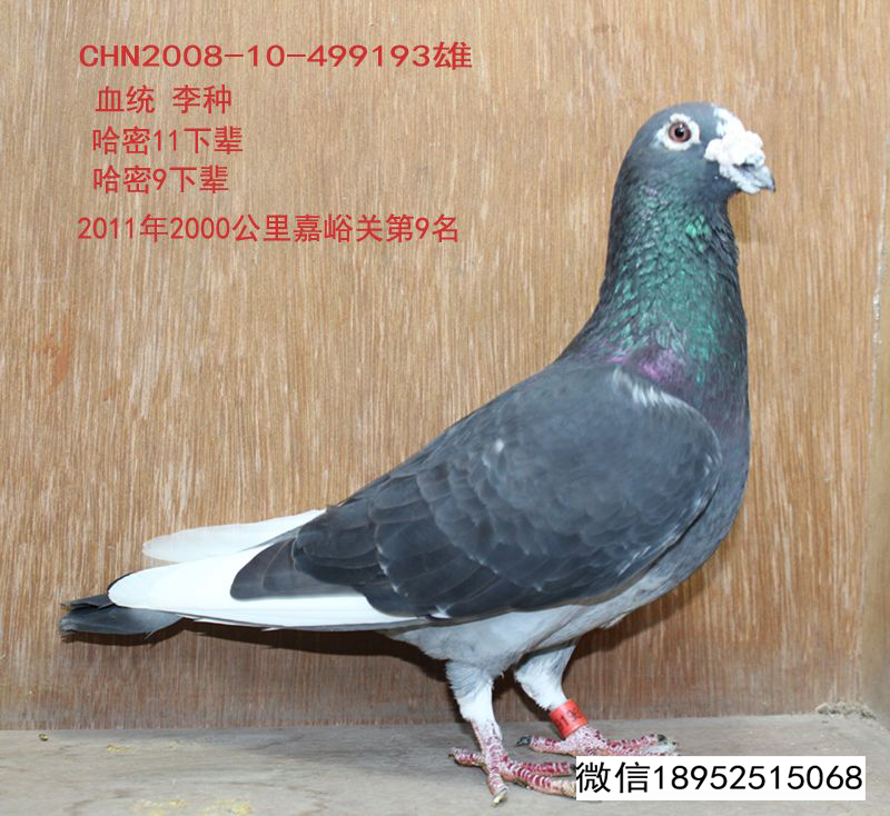 com爱鸽商城_中信网