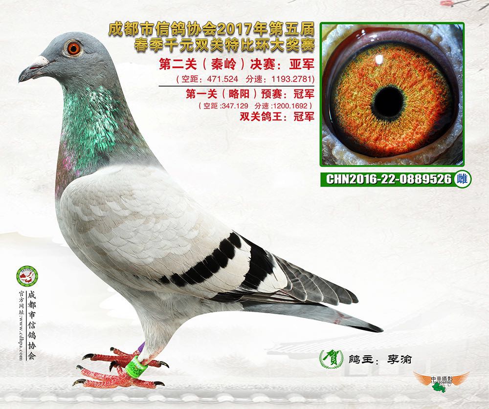 com爱鸽商城_中国信鸽信息网