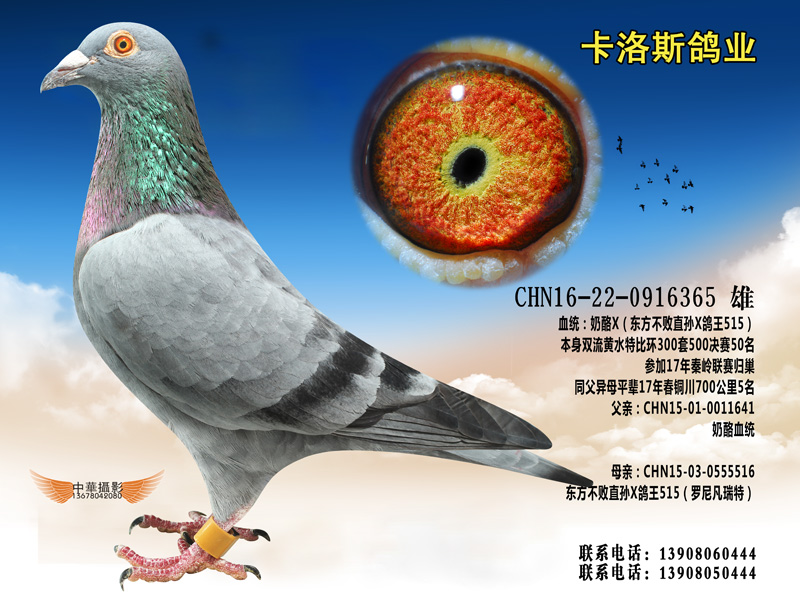 奶酪365_卡洛斯鸽业-中信网爱鸽商城