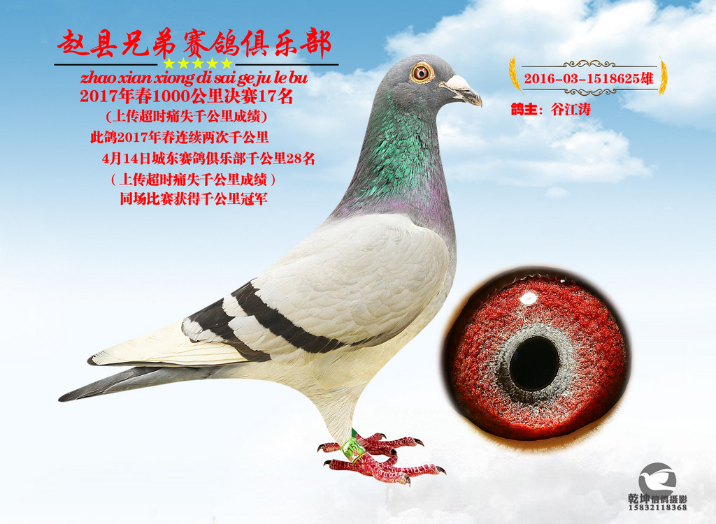 千公里17名_赵县兄弟赛鸽俱乐部_ ag188.com爱鸽商城_中国信鸽信息网