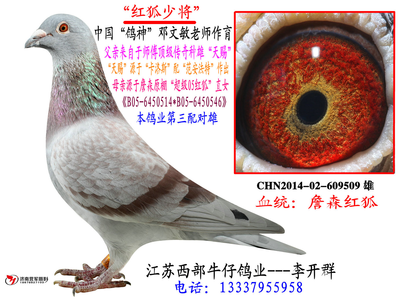 别:雄目 录:我和我的师付世界鸽神邓文敏老师人 气:2366次血 统:詹森