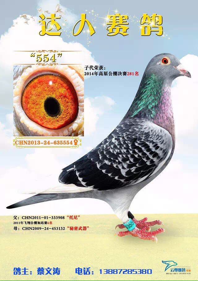 托尼*秘密武器直女_达人赛鸽-中信网爱鸽商城