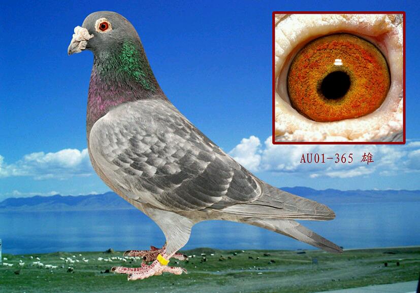 基础种鸽_北京李氏兄弟鸽舍_ ag188.com爱鸽商城_中国信鸽信息网