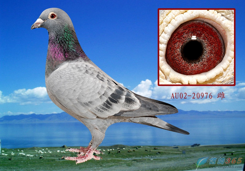 基础种鸽_北京李氏兄弟鸽舍_ ag188.com爱鸽商城_中国信鸽信息网