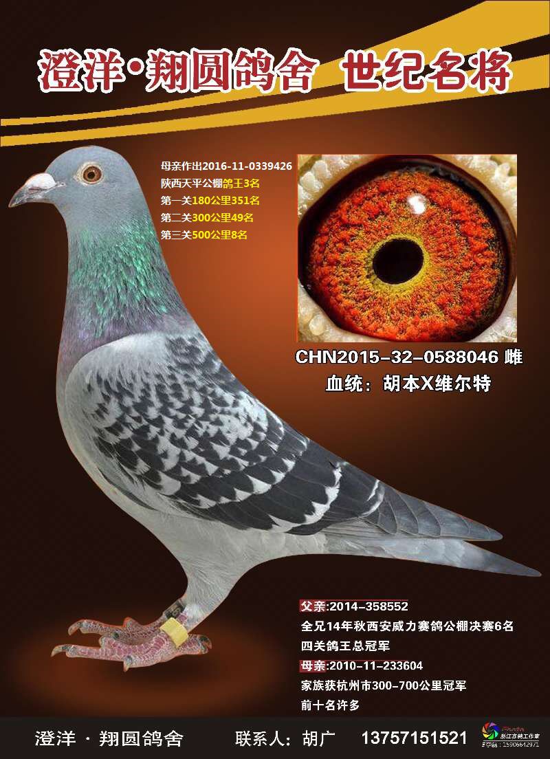 胡本046