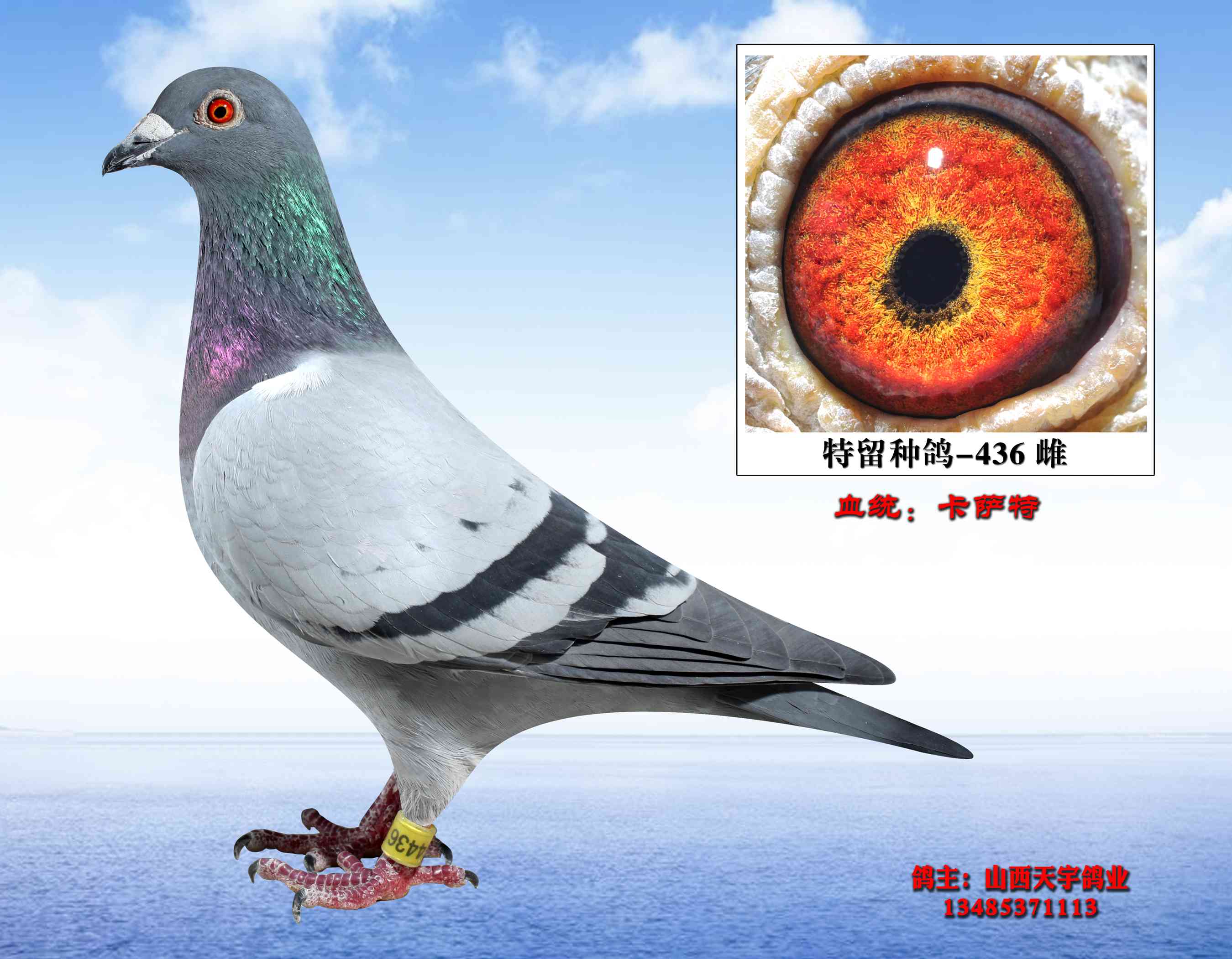 卡萨-特留种鸽-436