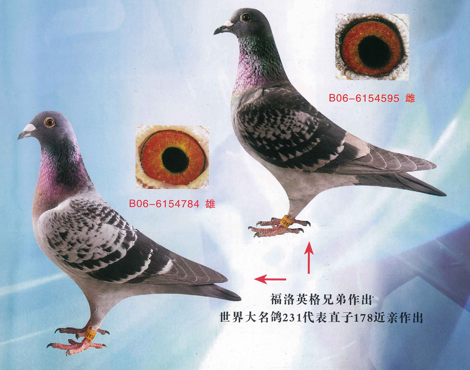 英格斯-种鸽-本舍源头