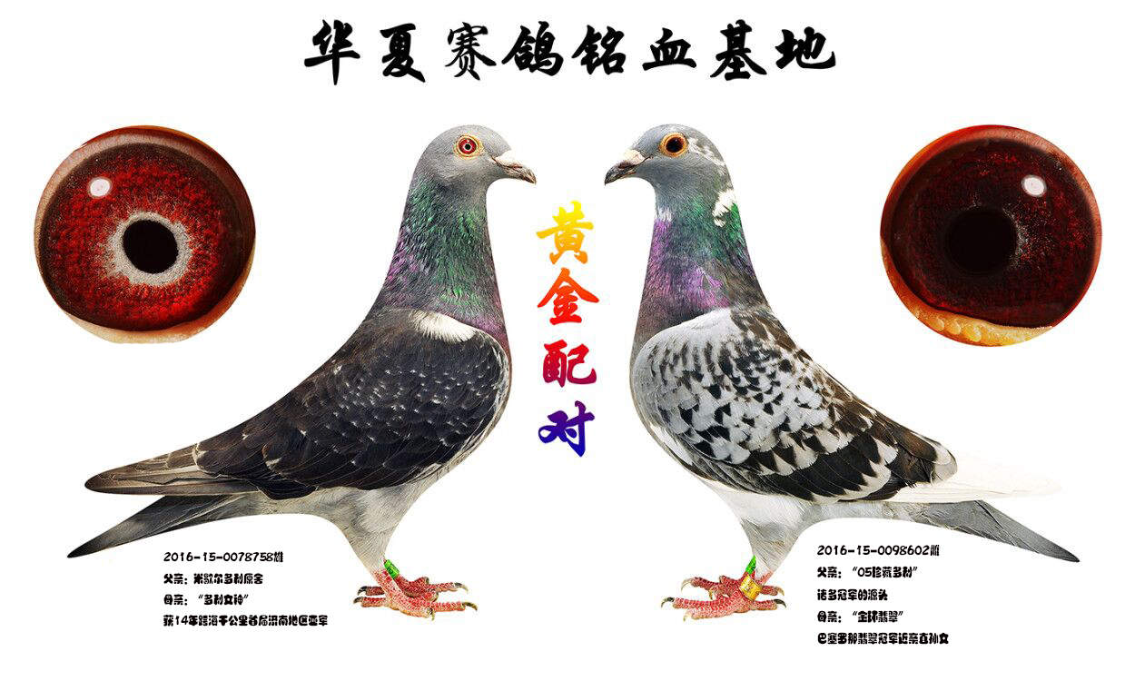狄尔巴鸽系与杨阿腾图片