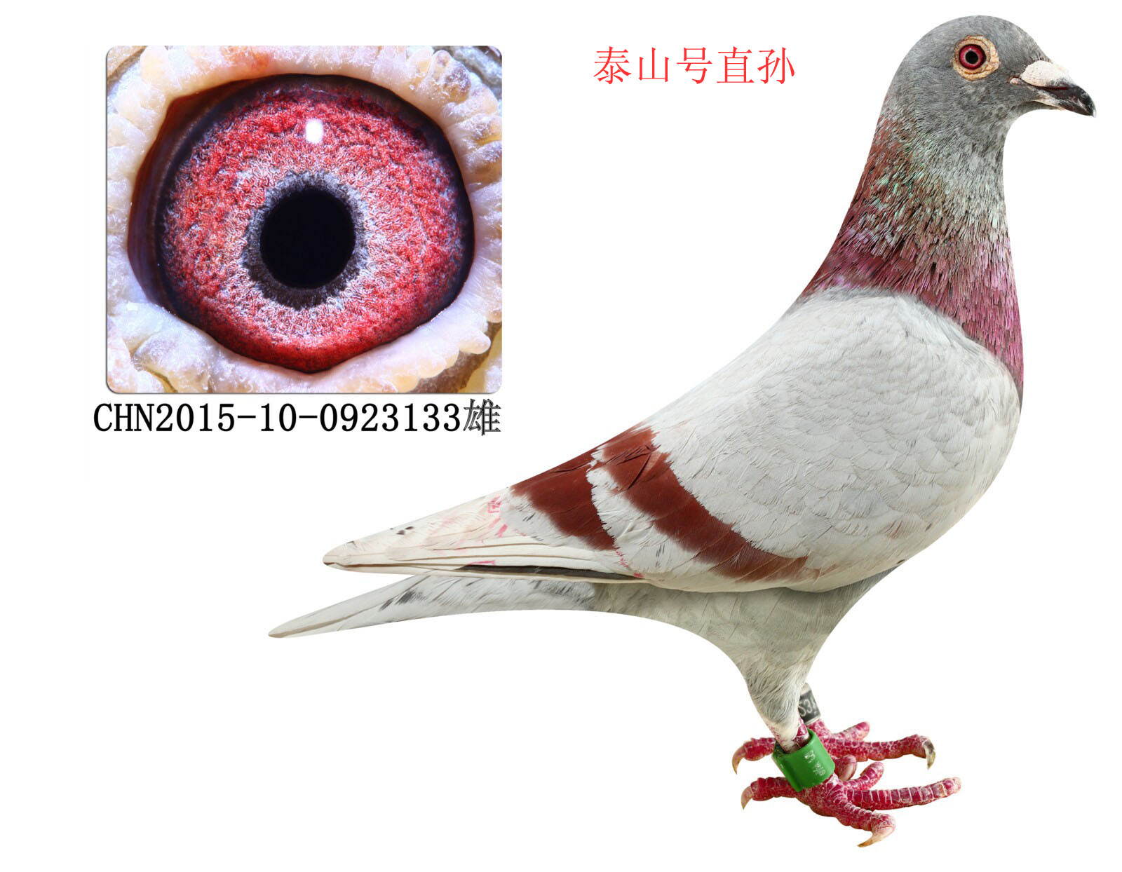 泰山号直孙_峰盛赛鸽传媒_ag188.com爱鸽商城_中国信鸽信息网