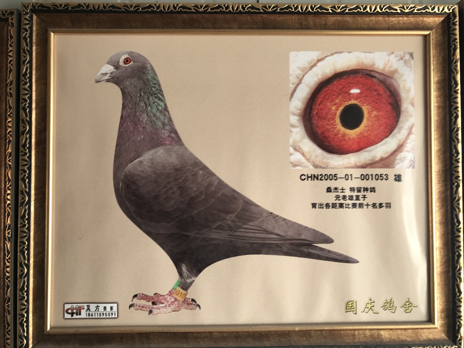 信鸽特征