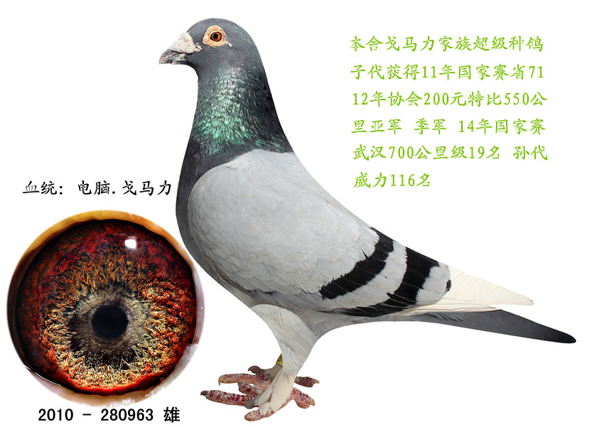 世纪毛腿_东魁鸽业_ag188.com爱鸽商城_中国信鸽信息网