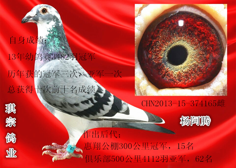杨阿腾_山东琪宗赛鸽交流中心_ ag188.com爱鸽商城_中国信鸽信息网