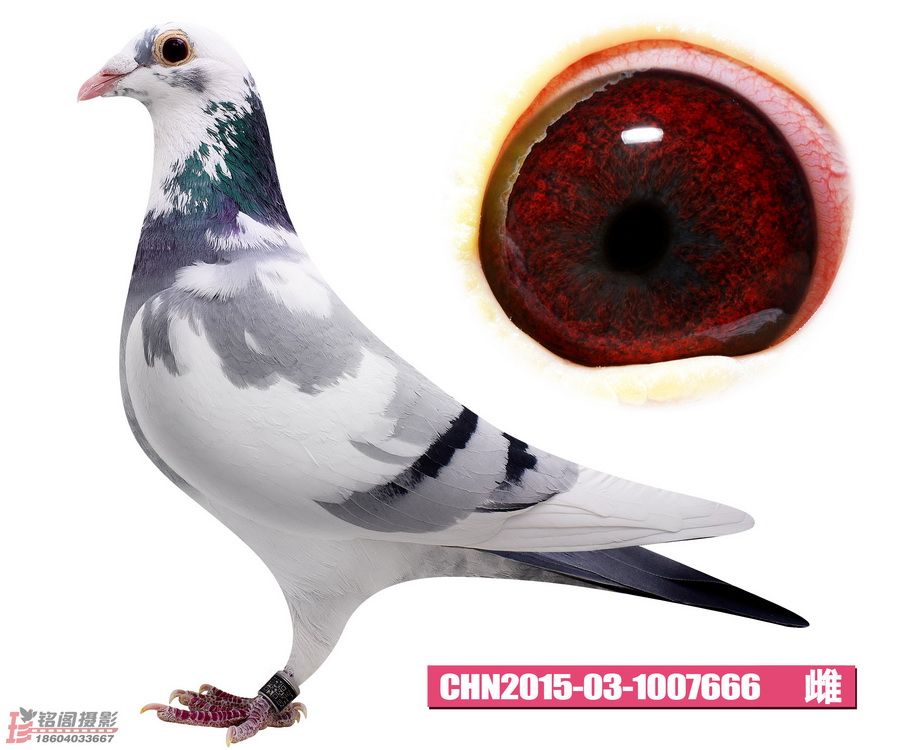 四大名血女儿                羽 色: 花                眼 砂: 牛眼