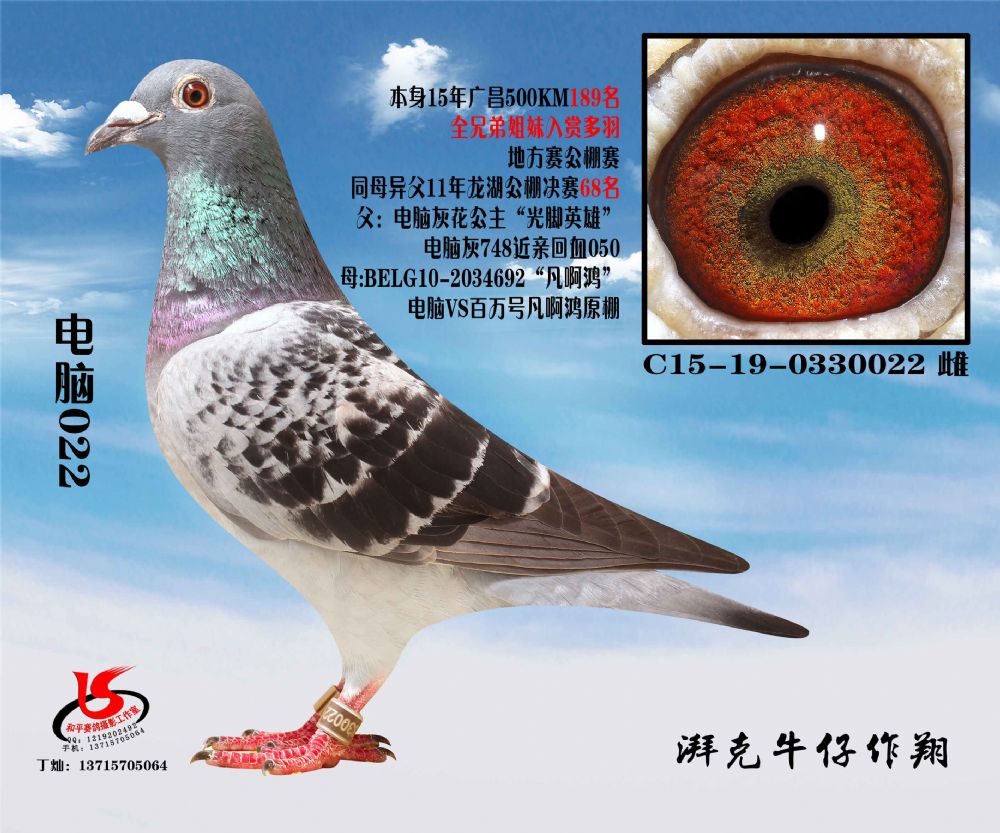 广州赛鸽名家林立忠图片