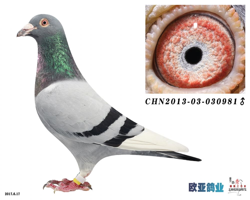 特征                  编 号: 542829                鸽 名: 林波尔