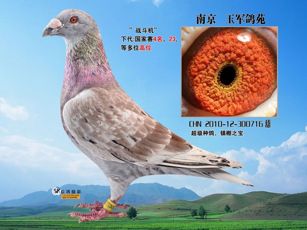 68副本_玉军鸽苑_ ag188.com爱鸽商城_中国信鸽信息网