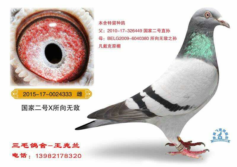 国家二号-成都三毛鸽舍-中信网爱鸽商城