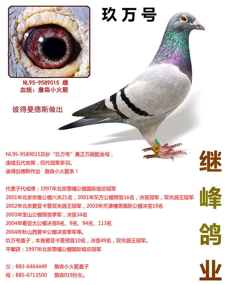 com爱鸽商城_中国信鸽信息网