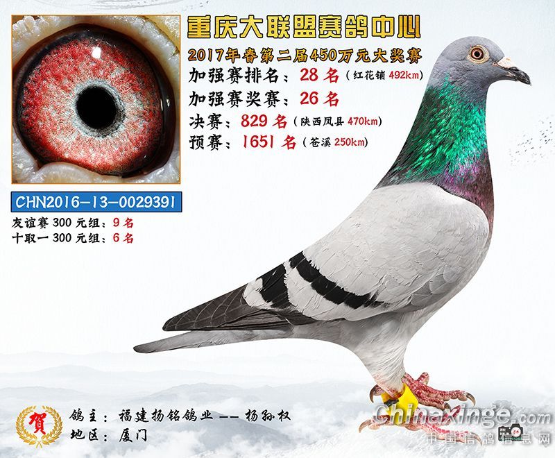 重庆大联盟赛鸽中心图片