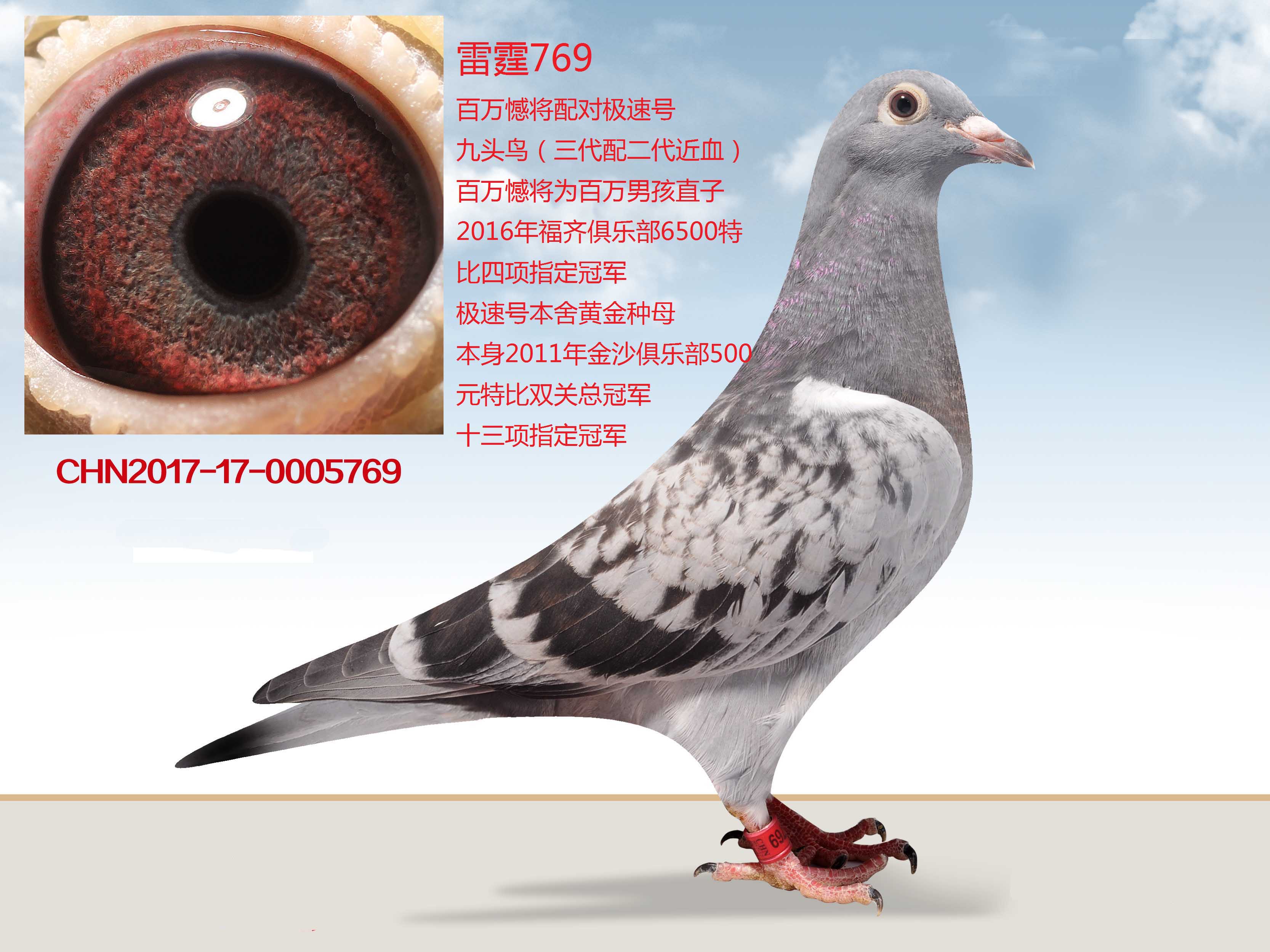 雷霆769_武汉张高明_ ag188.com爱鸽商城_中国信鸽信息网